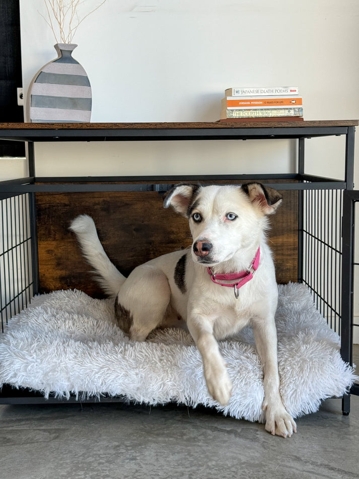 Modern Dog Crate calm house co.